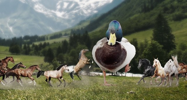 1-duck-sized-horse-vs-100-horse-sized-ducks.jpg