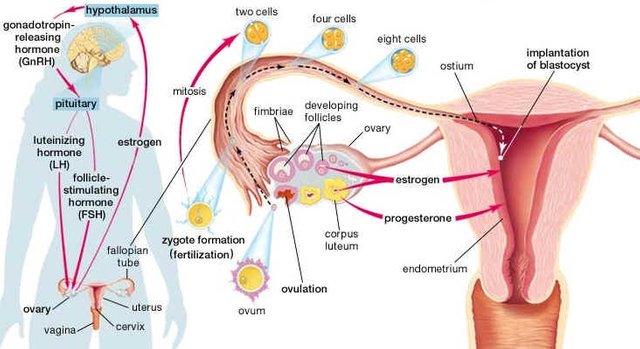 egg-release-cycle-ovulation.jpg