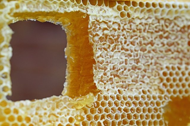 honeycomb-347558_960_720.jpg