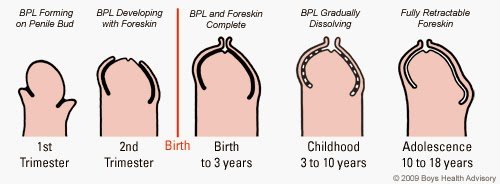 prepuce-development-CDM1.jpg