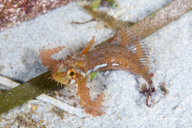 Silverspotted Sculpin-3.jpg