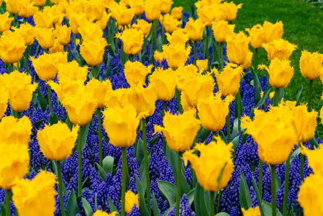 Yellow Crystal Tulips.jpg