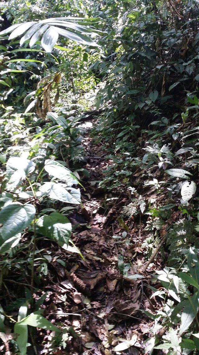 13 - Path through nature reserve continues to rise through the forested andes mountain.jpg