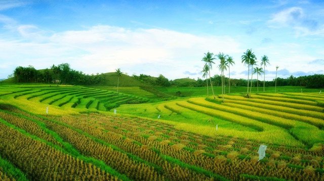 cadapdapan-rice-terraces.jpg