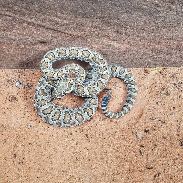 rattlesnake.jpg