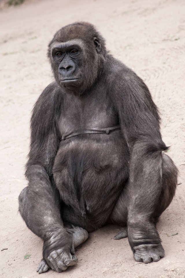 gorilla06.jpg