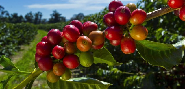 kona-coffee-berries-slider1-min.jpg