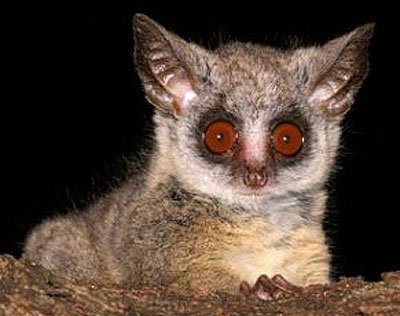 bush-baby-brown-eye.jpg