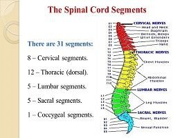 The+Spinal+Cord+Segments.jpg