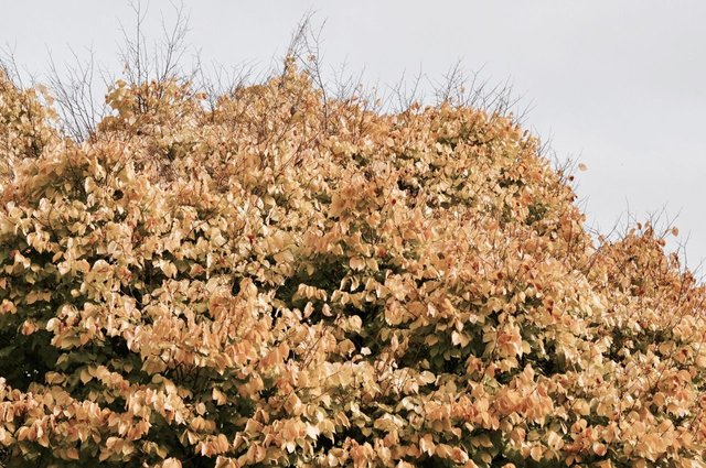 45.Autumn leaves, New Zealand.jpg