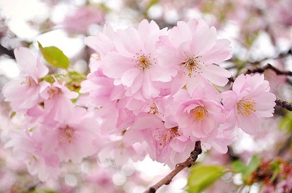 kiraz-cicegi-cherry-blossom-600x398.jpg