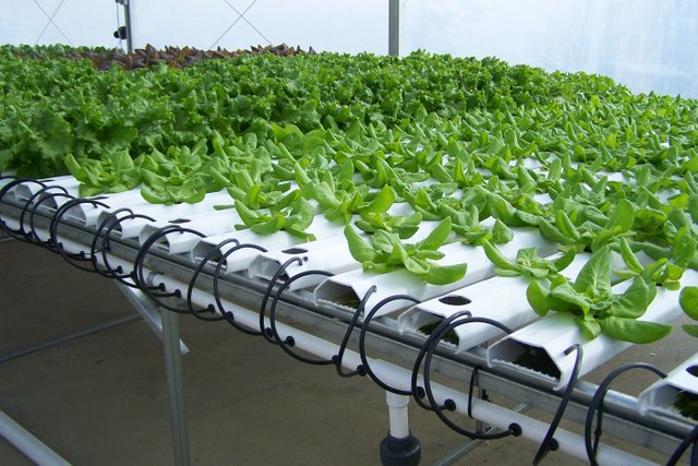 hydroponic-greenhouse.jpg