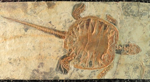 Unidentified_fossil_turtle_-_Naturmuseum_Senckenberg_-_DSC02218.JPG