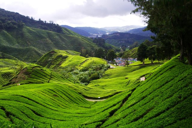 tea-plantation-view.jpg
