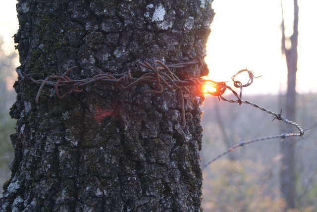 Barb Wire 2.JPG