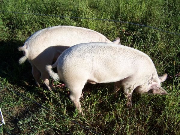 Gilt and boar6 crop Aug. 2012.jpg