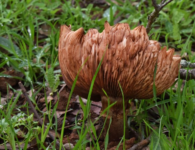 mushrooms large 2.jpg