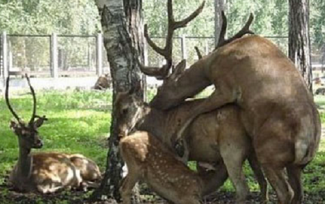 deer-humping-deer.png