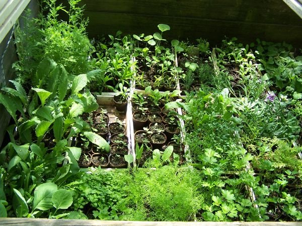 Old cold frame full crop May 2018.jpg