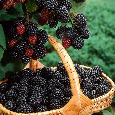 TriplecrownBlackberries400.jpg