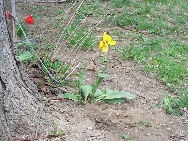 Catalpa - crushed yellow tulip crop May 2018.jpg