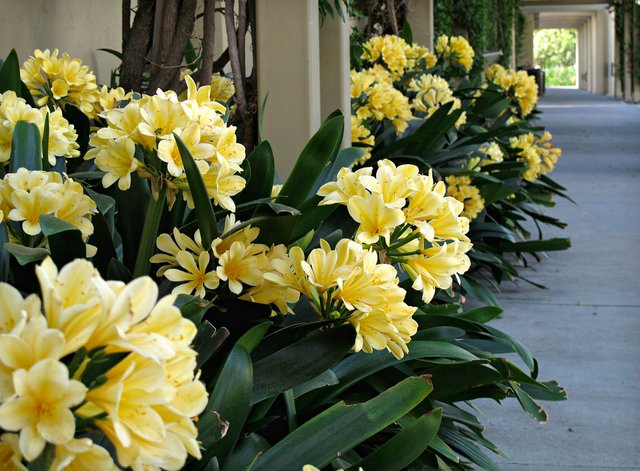 yellow clivias.jpg