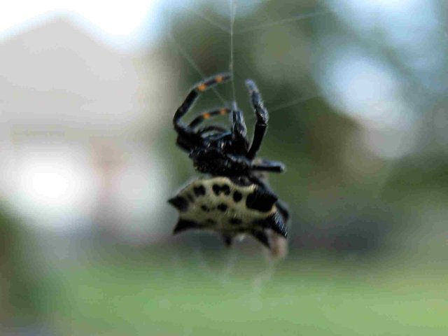 Afternoon Spider Sept 9 2017 004.jpg