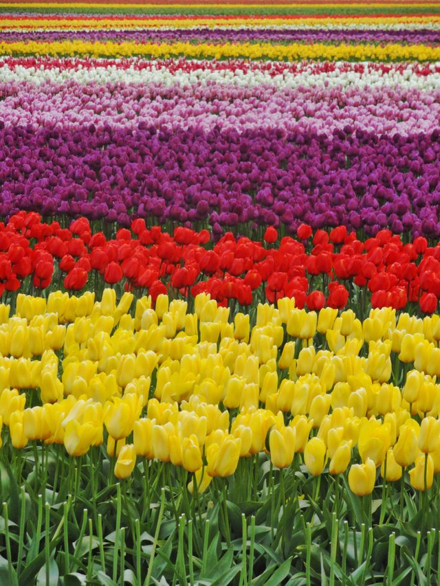 117tulips.jpg