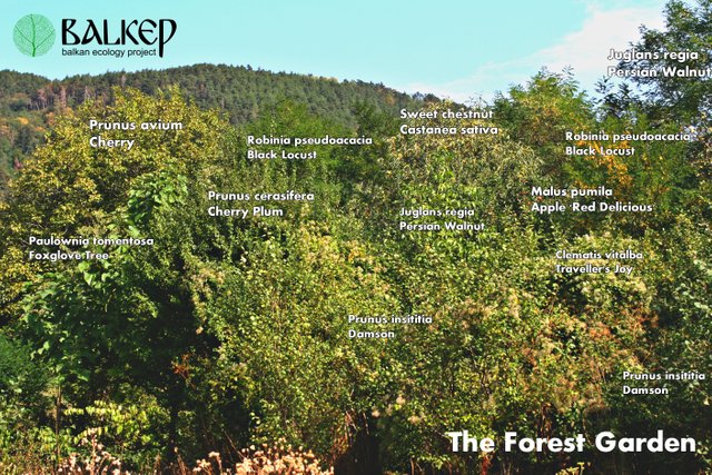 Balkan_ecology_project_forest_garden.jpg