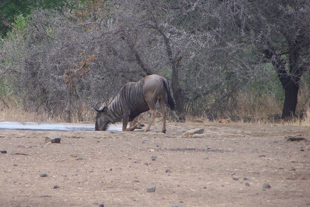 KNP Satara-Lower Sabi 2009 060.JPG