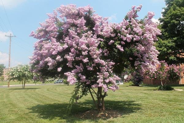 Lagerstroemia-indica--Elvert-Barnes--cc-by-sa-2-0.jpg