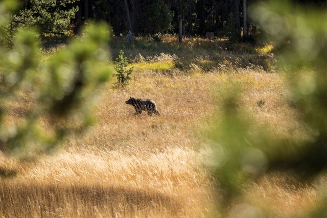 Yellowstone 18.jpg