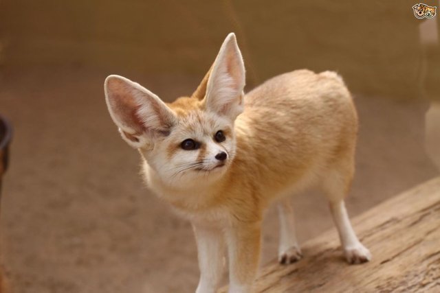 Fennec Fox, The National Animal of Algeria — Steemit