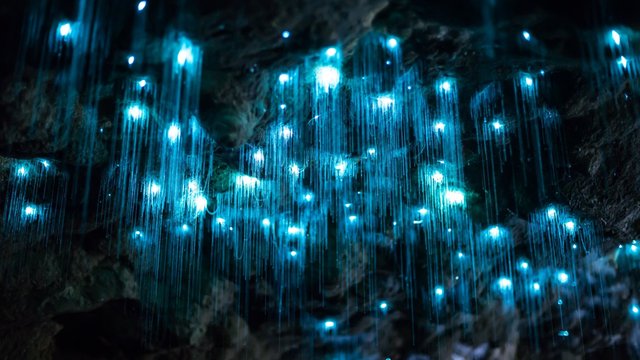 17tb-glowworms1-superJumbo.jpg