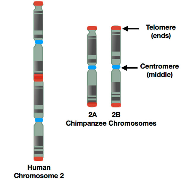 Human Chromosome 2.png