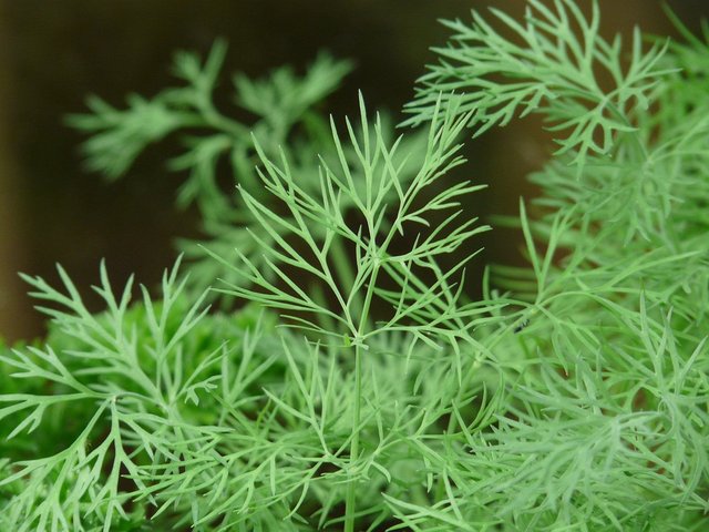 dill-8104_960_720.jpg