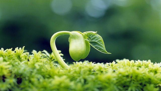 9329_Macro-wonderful-germinated-pea-HD-green-wallpaper.jpg