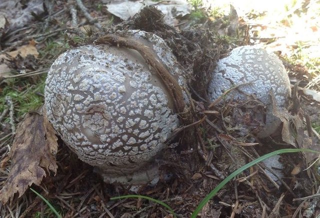 Amanita regalis – Kopi.jpeg