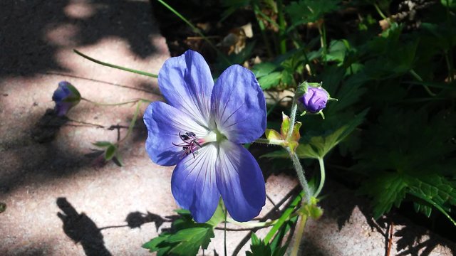 Geranium3.jpg