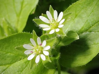 Chickweed.jpg