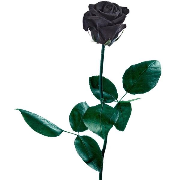 rosa-negra-preservada-(1).jpg