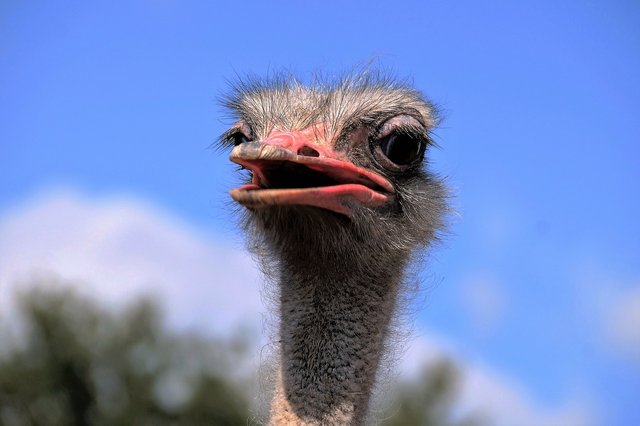 the-ostrich-1652481_1280 (1).jpg