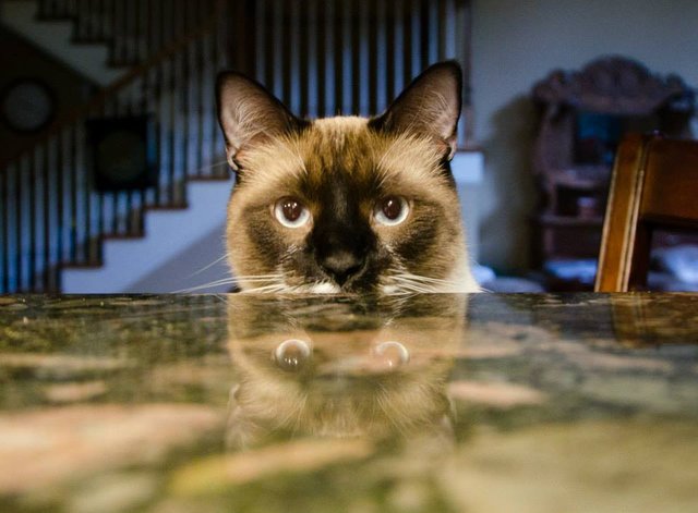 digby reflection countertop.jpg