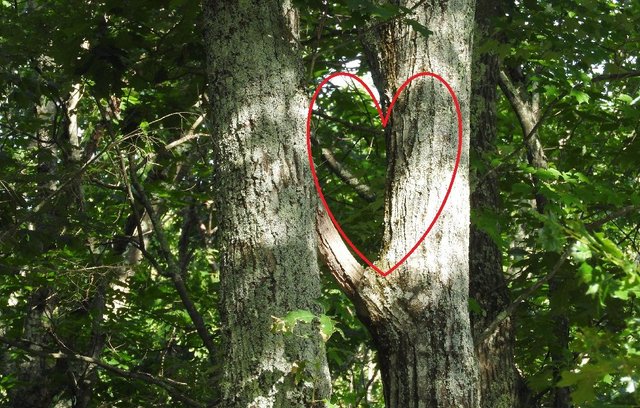 Heart tree with outline.jpg