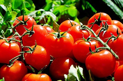 tomatoes-1280859__340.jpg