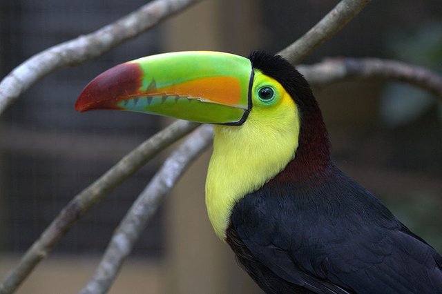 keel_billed_toucan7.jpg