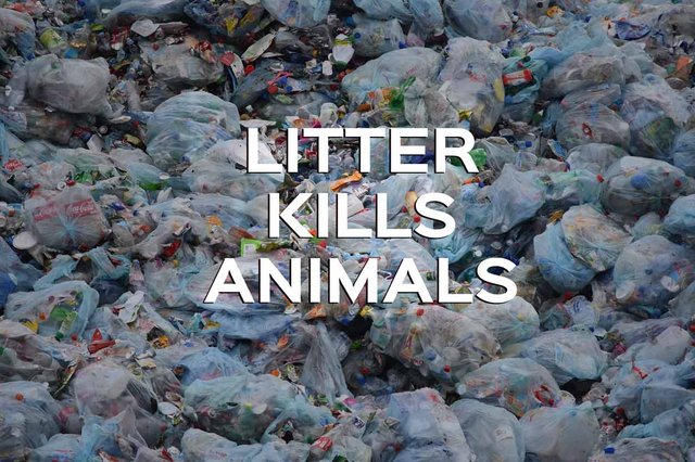 litter-kills-animals-whale-plastic-bags.jpg