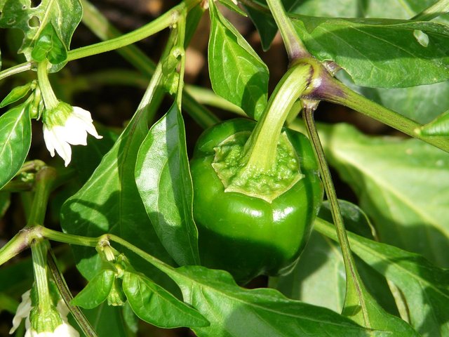 bell-pepper-plant-61733_960_720.jpg