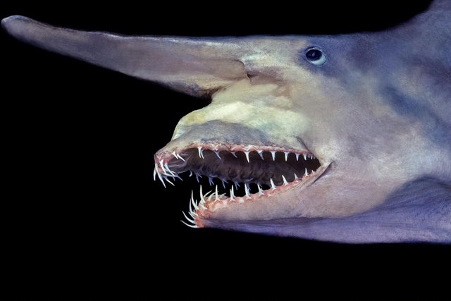 goblin-shark-jaw.ngsversion.1445013254494.adapt.1900.1.jpg