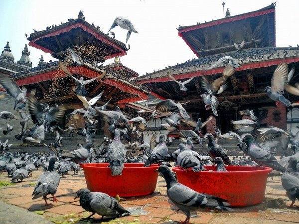 kathmandu_nepal_birds_219518.jpg